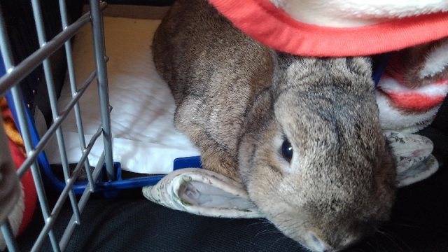 f:id:akirosso:20201224084446j:plain