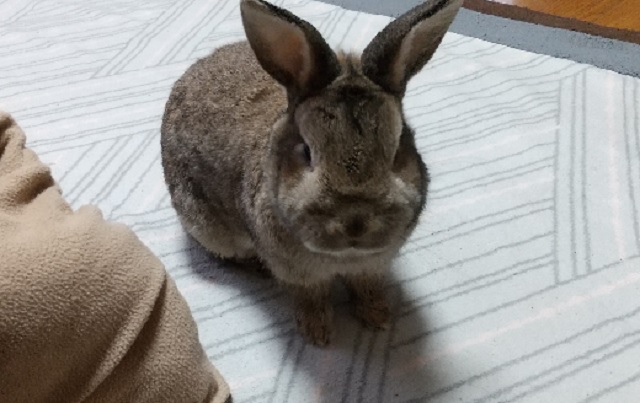 f:id:akirosso:20210119081918j:plain