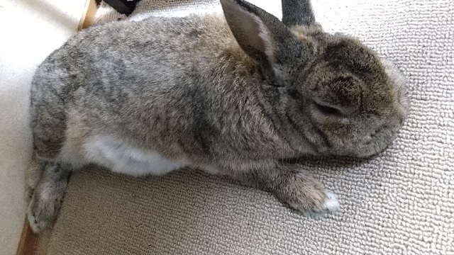 f:id:akirosso:20210119203159j:plain