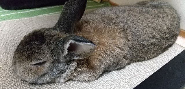 f:id:akirosso:20210119203610j:plain