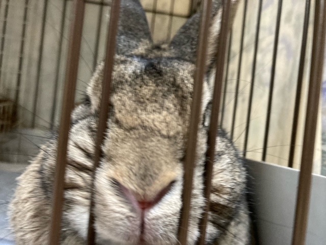 f:id:akirosso:20210124144227j:plain