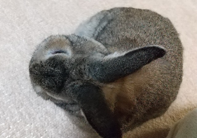 f:id:akirosso:20210127210756j:plain