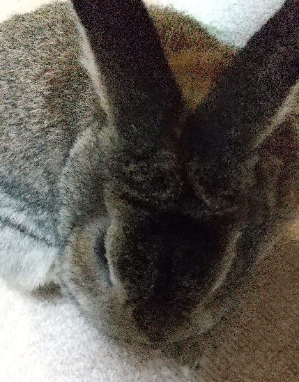 f:id:akirosso:20210127211743j:plain