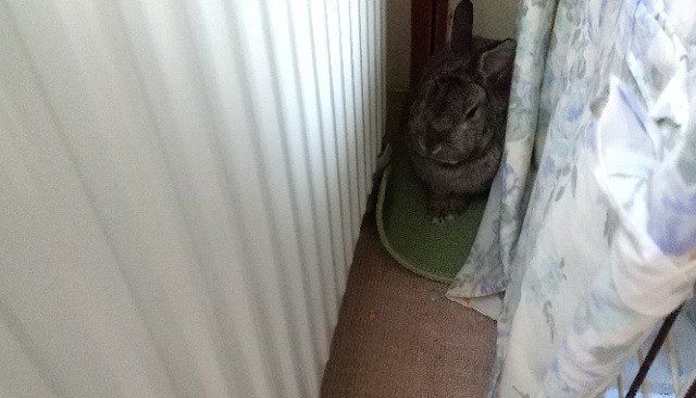 f:id:akirosso:20210130191751j:plain