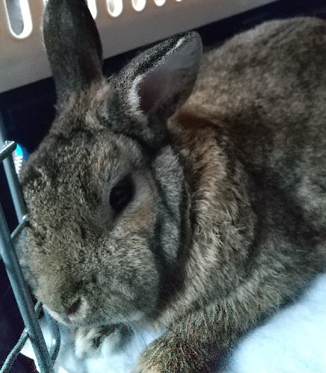 f:id:akirosso:20210130192709j:plain