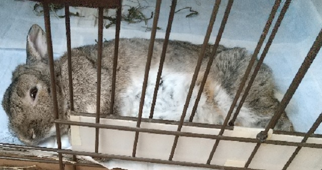 f:id:akirosso:20210203192728j:plain