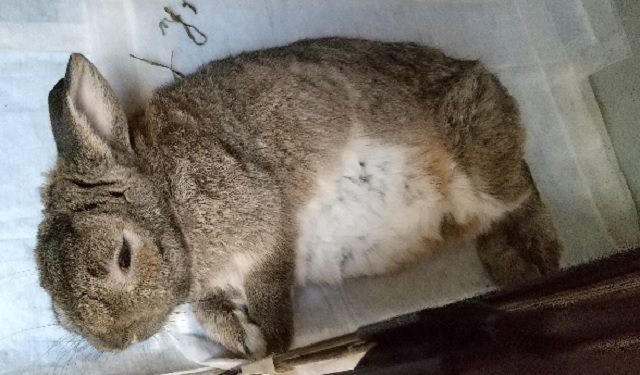 f:id:akirosso:20210203193303j:plain