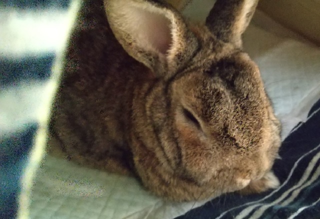 f:id:akirosso:20210208131310j:plain