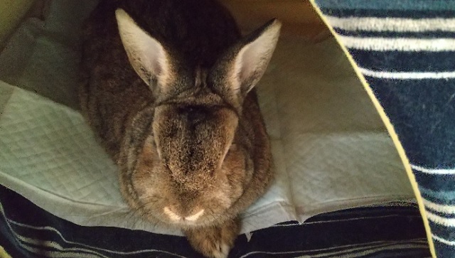 f:id:akirosso:20210208131438j:plain