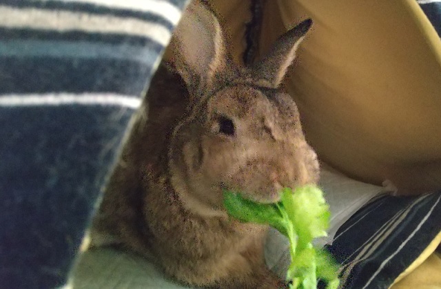 f:id:akirosso:20210208131832j:plain