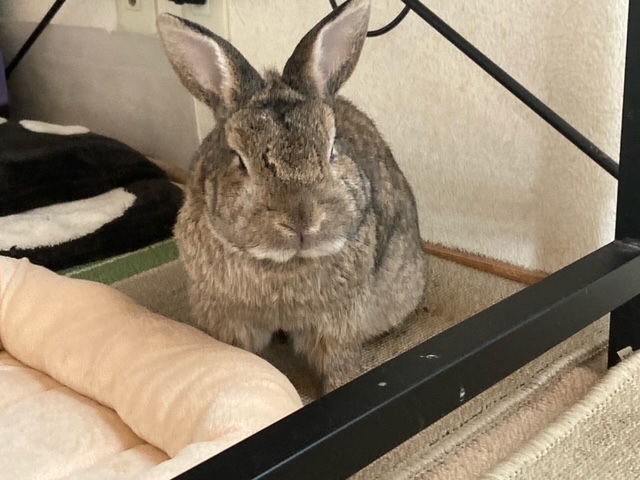 うさぎ ベッド トイレ 搾りたて生アキロッソ