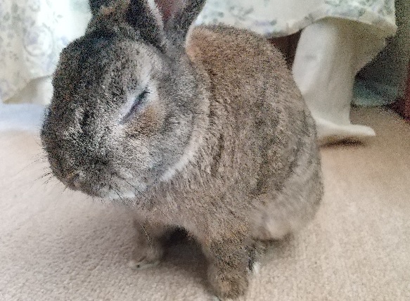 f:id:akirosso:20210224192519j:plain