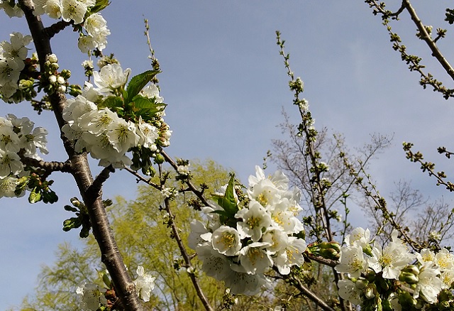 f:id:akirosso:20210507175945j:plain