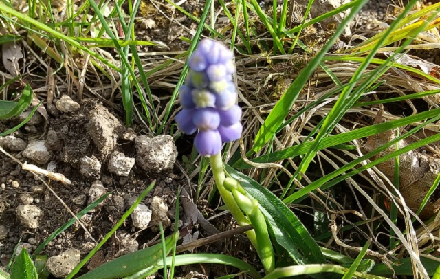 f:id:akirosso:20210507190958j:plain