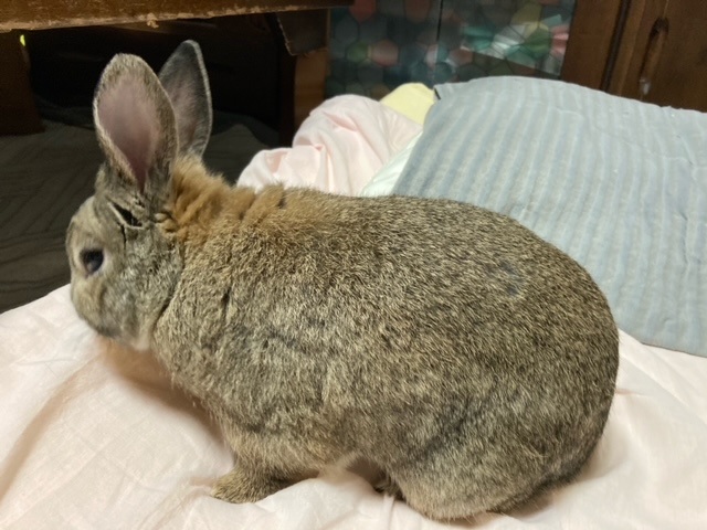 f:id:akirosso:20210507194952j:plain