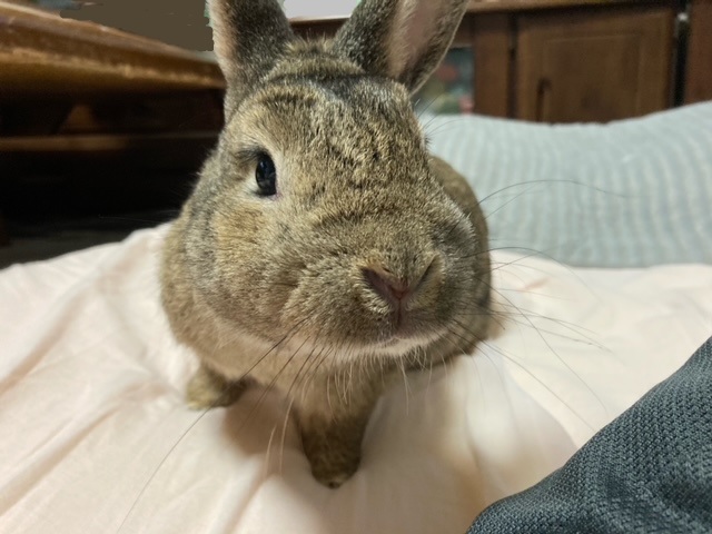 f:id:akirosso:20210507200438j:plain