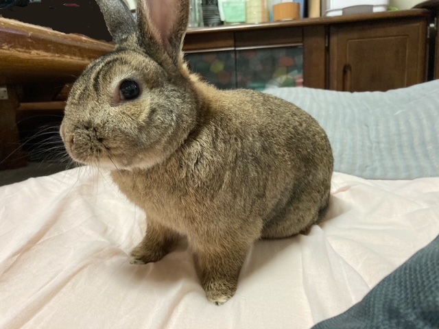 f:id:akirosso:20210507200604j:plain