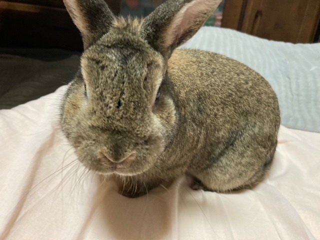 f:id:akirosso:20210507200701j:plain