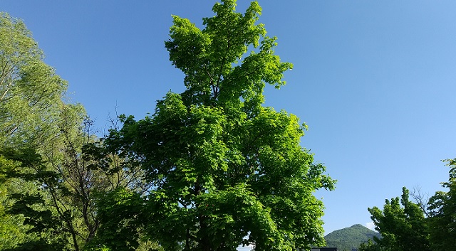 f:id:akirosso:20210605161808j:plain