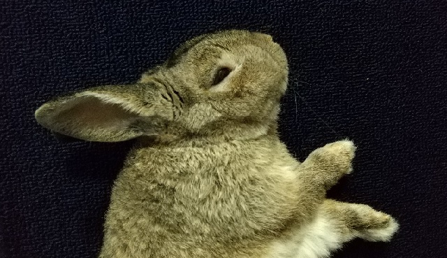 f:id:akirosso:20210804200247j:plain