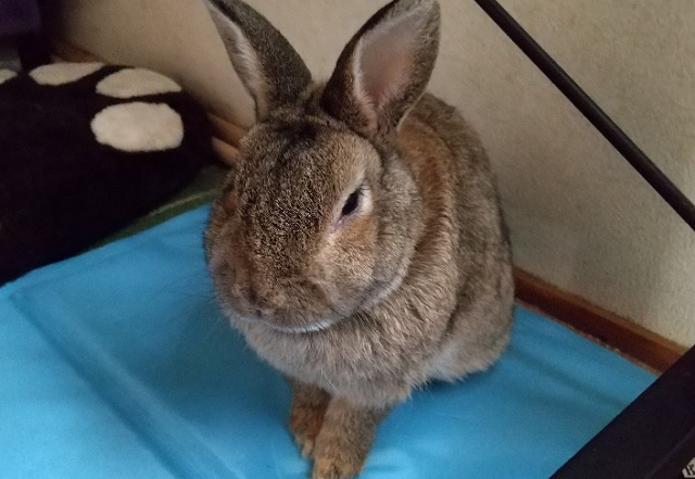 f:id:akirosso:20210813153436j:plain