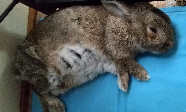 f:id:akirosso:20210813153518j:plain