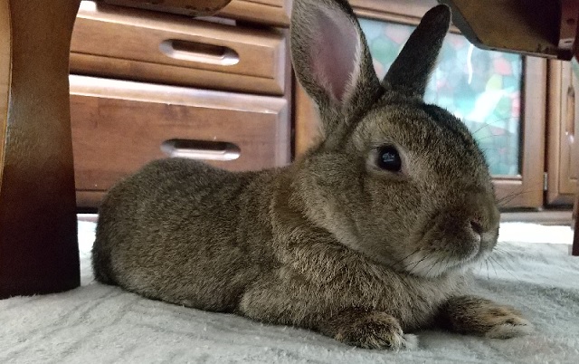 f:id:akirosso:20210813154023j:plain