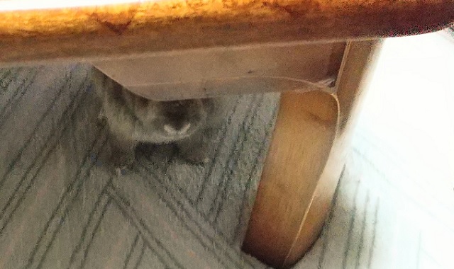 f:id:akirosso:20210813154435j:plain