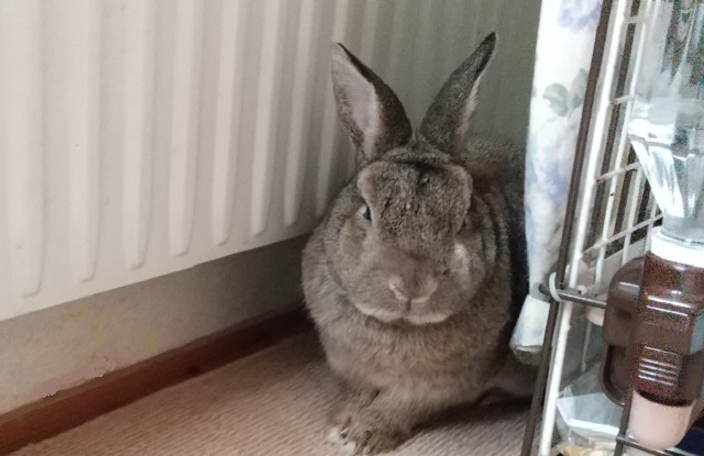 f:id:akirosso:20210813155243j:plain