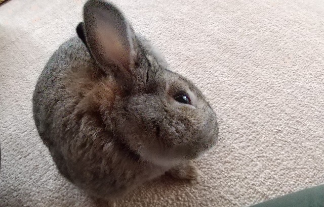 f:id:akirosso:20210813160029j:plain