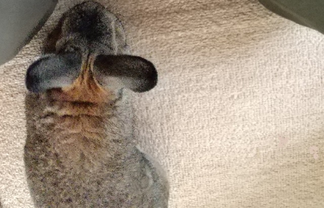 f:id:akirosso:20210813160101j:plain