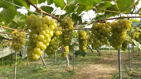 f:id:akirosso:20210916211854j:plain