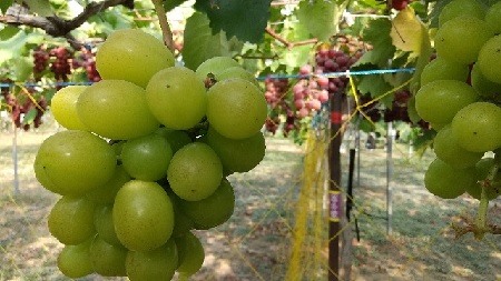 f:id:akirosso:20210916211907j:plain