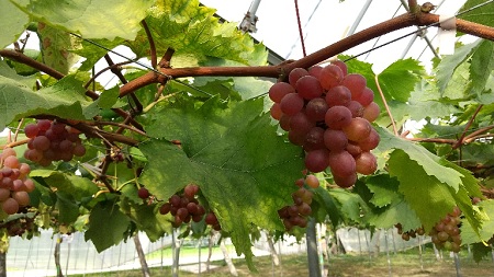 f:id:akirosso:20210916212003j:plain