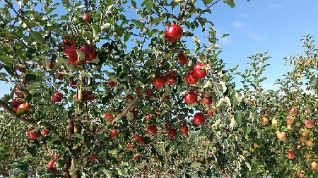 f:id:akirosso:20210916212122j:plain