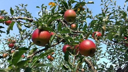 f:id:akirosso:20210916212144j:plain