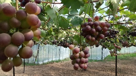 f:id:akirosso:20210916212246j:plain