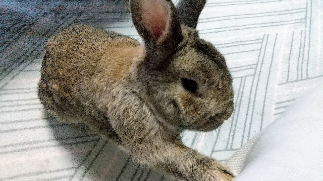 f:id:akirosso:20211004192054j:plain