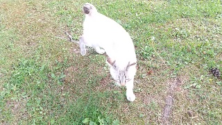 f:id:akirosso:20211015194852j:plain