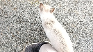 f:id:akirosso:20211015194905j:plain