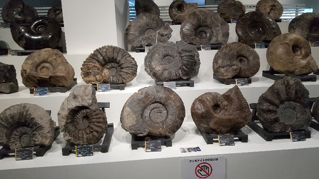 アンモナイト】日本一の展示数を誇る三笠市立博物館 - 搾りたて生