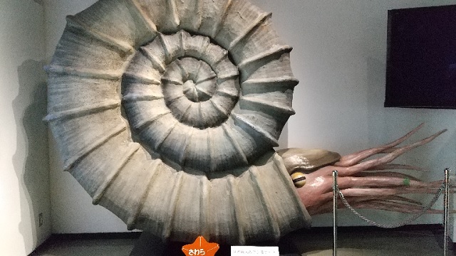 アンモナイト群集化石 コレクション 化石 北海道 三笠 見飽きるぐらい大量にアンモナイトを展示しています | 三笠市立