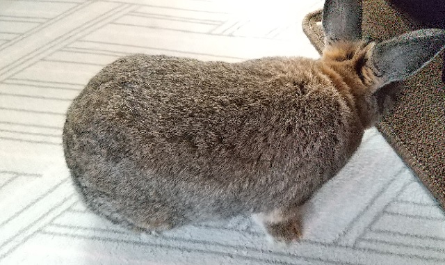 f:id:akirosso:20220101124808j:plain