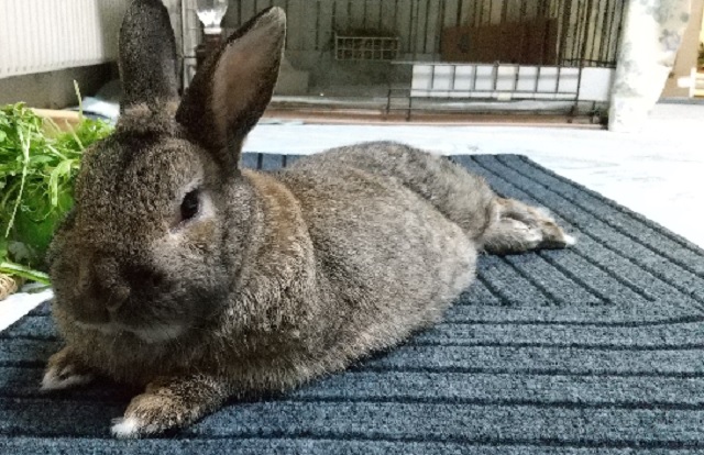 f:id:akirosso:20220101135852j:plain