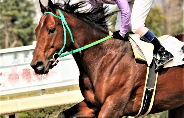 競走馬名 面白い名前 変わった名前の競走馬５０選 A 搾りたて生アキロッソ