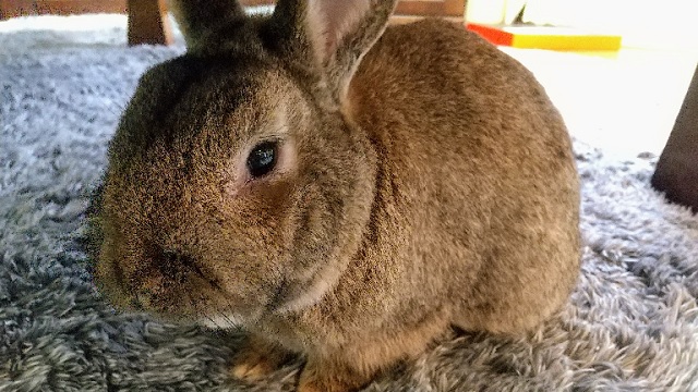 f:id:akirosso:20220212163235j:plain