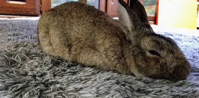 f:id:akirosso:20220212163733j:plain