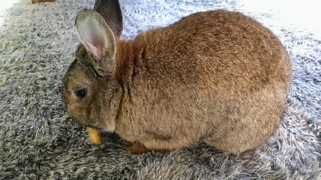 f:id:akirosso:20220212165004j:plain