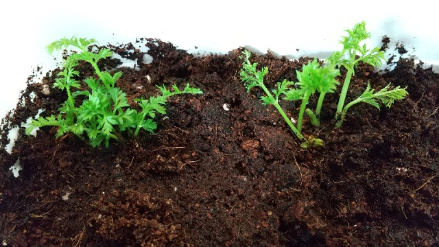 f:id:akirosso:20220219202050j:plain