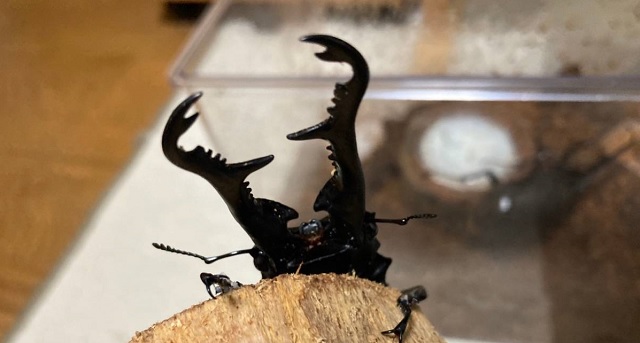 ヘラクレスオオカブト・ギラファノコギリクワガタ】アキロッソ趣味の